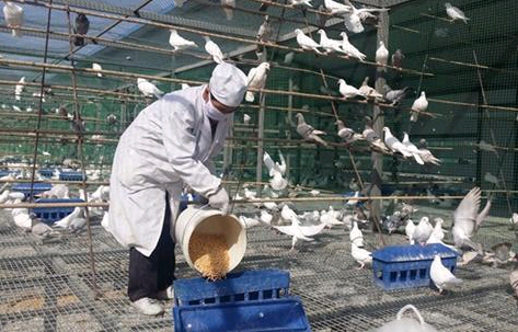 鴿子漏糞網-www.xinlongdianzi.com.cn